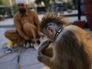 Pakistan'da Maymun Terbiyeciliği