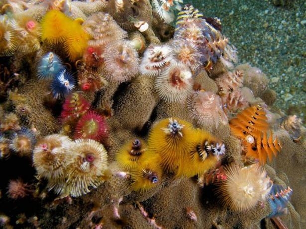 Mercanların harika fotoğrafları 13