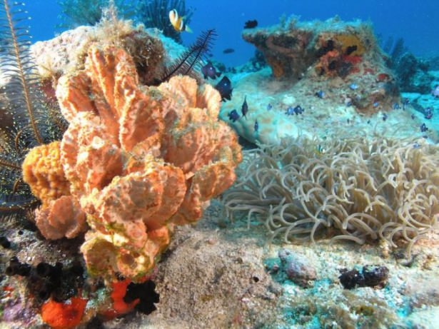 Mercanların harika fotoğrafları 14