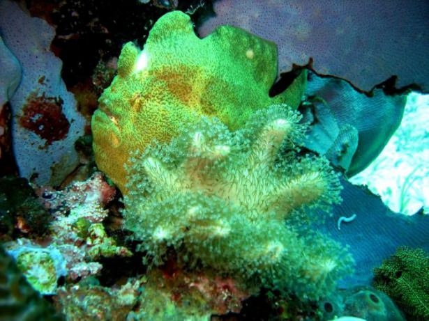 Mercanların harika fotoğrafları 15