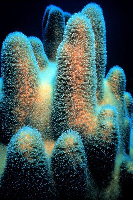 Mercanların harika fotoğrafları 16