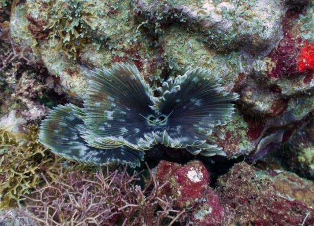 Mercanların harika fotoğrafları 19
