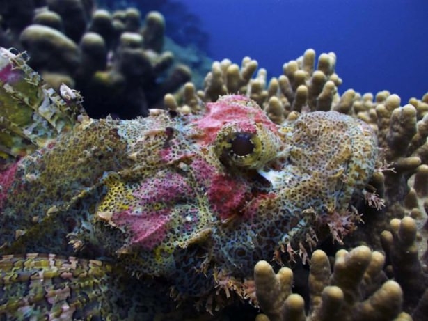 Mercanların harika fotoğrafları 24