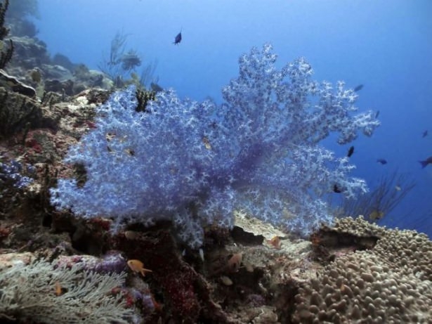 Mercanların harika fotoğrafları 25