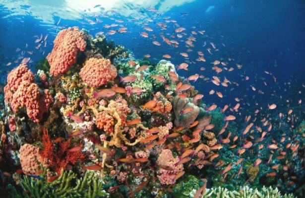 Mercanların harika fotoğrafları 26