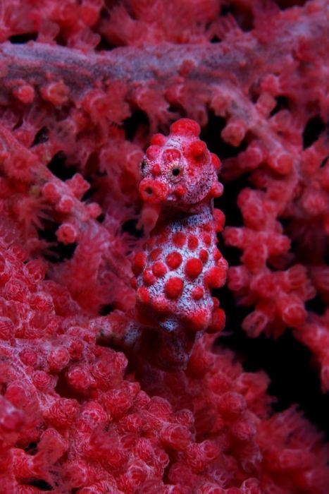 Mercanların harika fotoğrafları 27