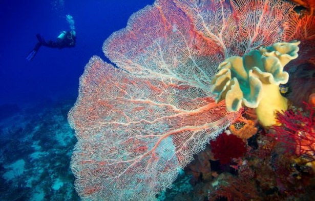 Mercanların harika fotoğrafları 28
