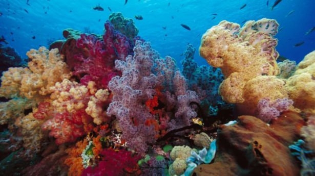 Mercanların harika fotoğrafları 29