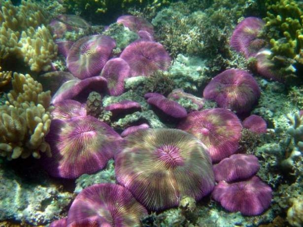 Mercanların harika fotoğrafları 32