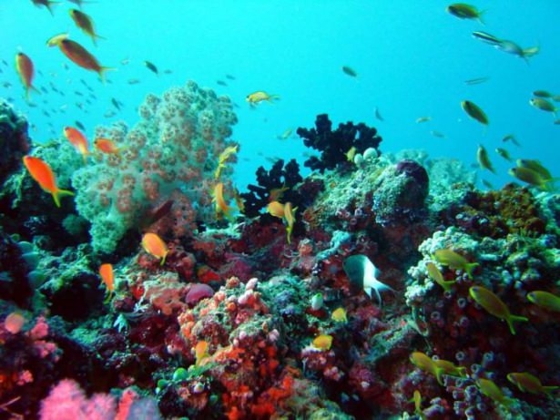 Mercanların harika fotoğrafları 34