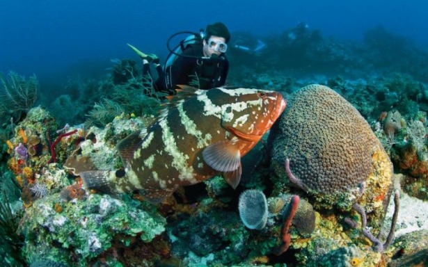 Mercanların harika fotoğrafları 36
