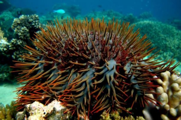 Mercanların harika fotoğrafları 37