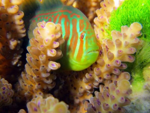 Mercanların harika fotoğrafları 39