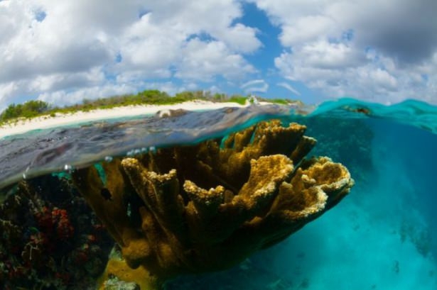 Mercanların harika fotoğrafları 4