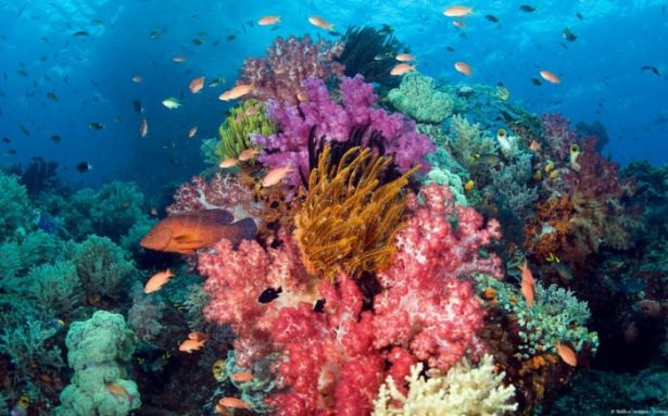 Mercanların harika fotoğrafları 40