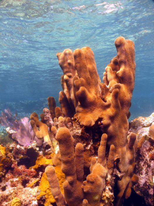 Mercanların harika fotoğrafları 7
