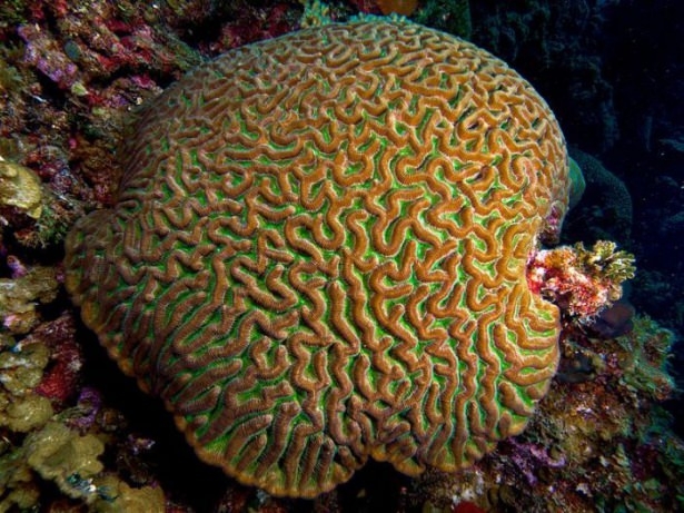 Mercanların harika fotoğrafları 8