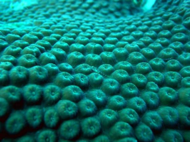 Mercanların harika fotoğrafları 9