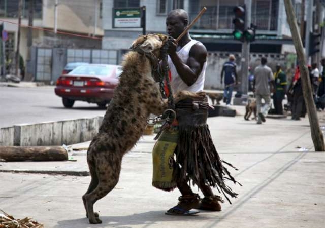 Afrika’nın Evcil Hayvanları! 1