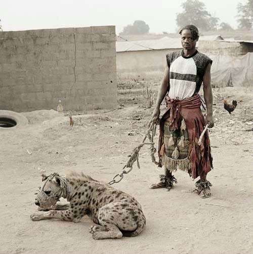 Afrika’nın Evcil Hayvanları! 26