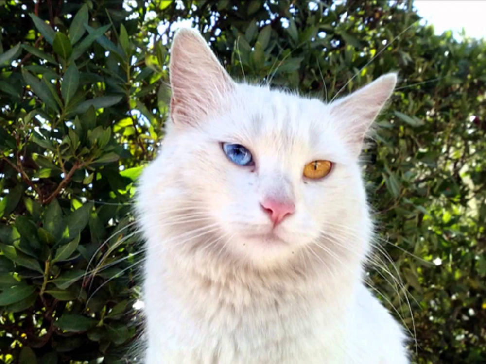Van Kedilerinin Gözleri Neden Mavi? 11