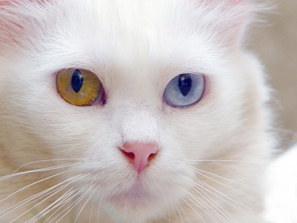 Van Kedilerinin Gözleri Neden Mavi? 12