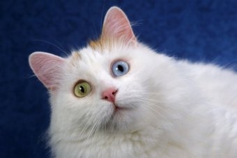 Van Kedilerinin Gözleri Neden Mavi? 13