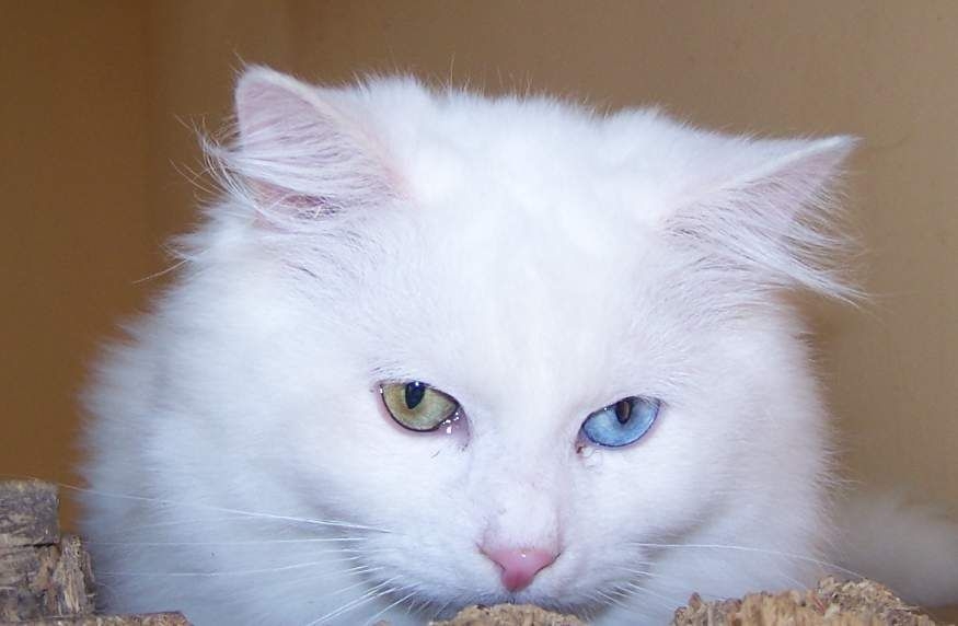 Van Kedilerinin Gözleri Neden Mavi? 15