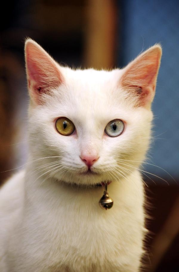 Van Kedilerinin Gözleri Neden Mavi? 16