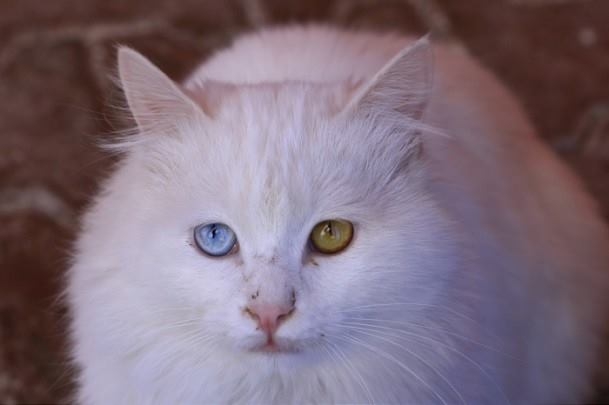 Van Kedilerinin Gözleri Neden Mavi? 3