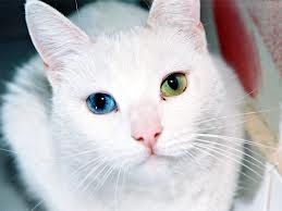 Van Kedilerinin Gözleri Neden Mavi? 6
