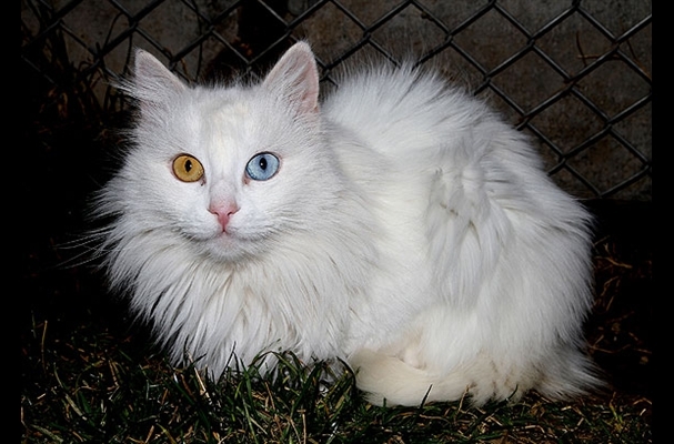 Van Kedilerinin Gözleri Neden Mavi? 8