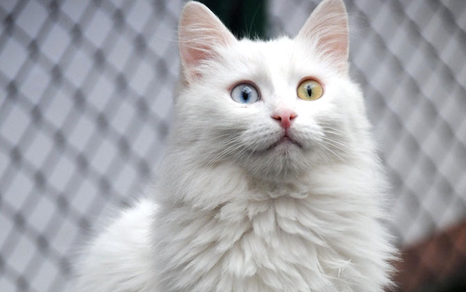 Van Kedilerinin Gözleri Neden Mavi? 9