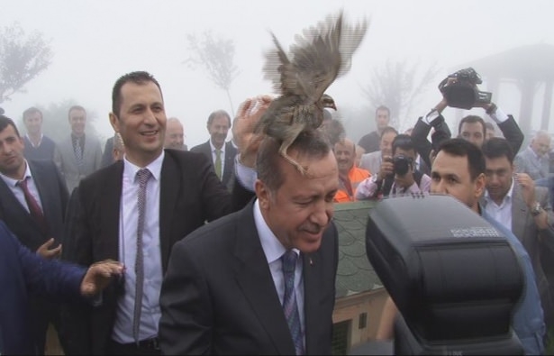 Cumhurbaşkanı Erdoğan'ın başına keklik kondu 4