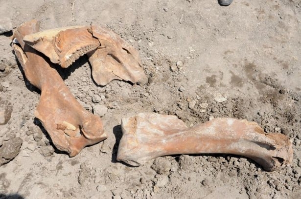 Maraşlı Çiftçi Antik Fil Fosili Buldu 14