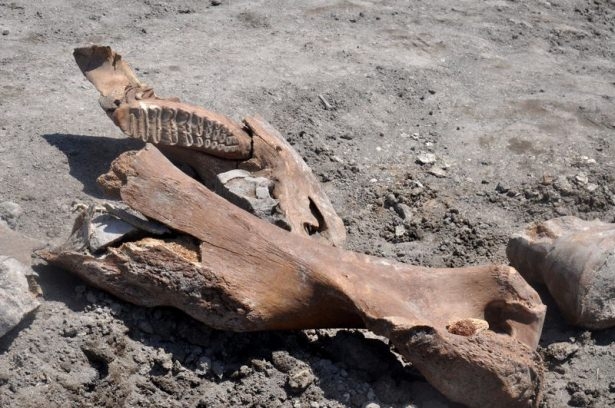 Maraşlı Çiftçi Antik Fil Fosili Buldu 2