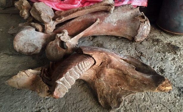 Maraşlı Çiftçi Antik Fil Fosili Buldu 3