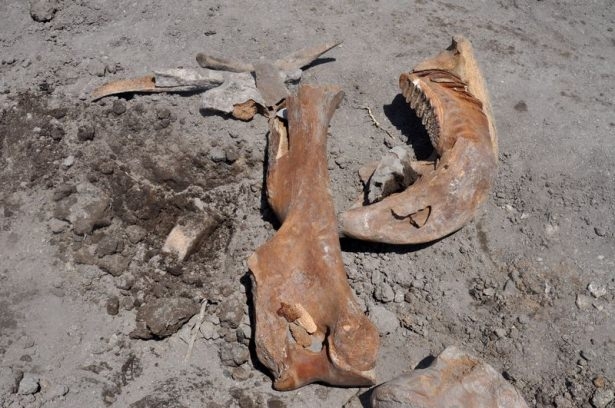 Maraşlı Çiftçi Antik Fil Fosili Buldu 8
