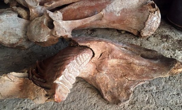 Maraşlı Çiftçi Antik Fil Fosili Buldu 9