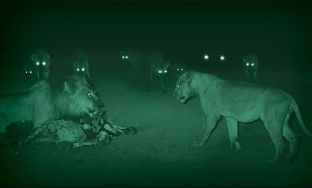Gecelerin Avcıları 'Aslanlar' 11
