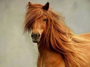 Saç Stilleriyle Göz Kamaştıran Atlar