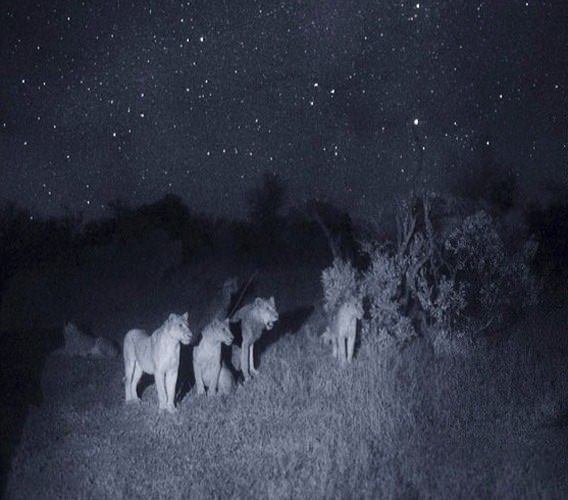 Gecelerin avcıları 'Aslanlar' 1