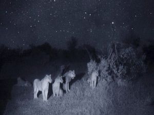 Gecelerin avcıları 'Aslanlar'