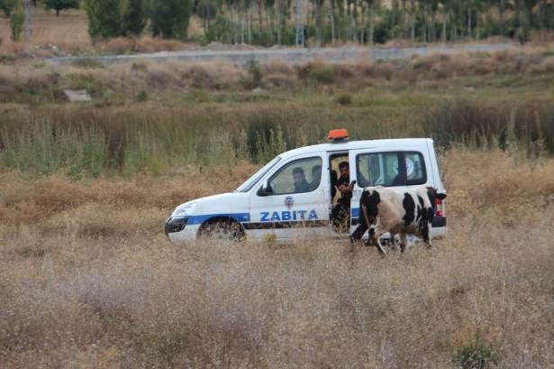 Boğa Eve Girdi, Evdekiler Çatıya Kaçtı 23