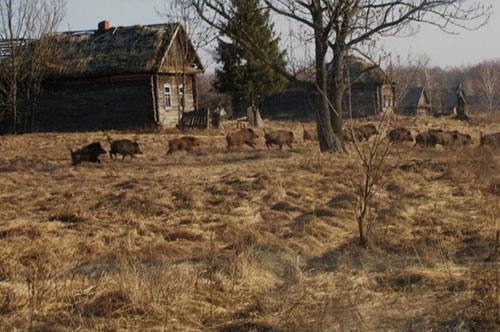 Çernobil, Yabani Hayvanlar İçin Cennet Oldu 11