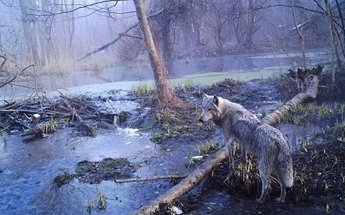 Çernobil, Yabani Hayvanlar İçin Cennet Oldu 8