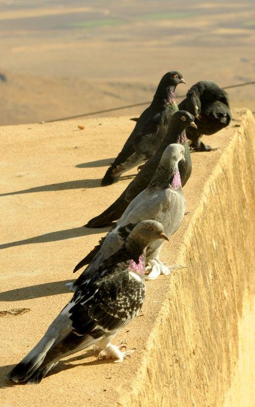 'Taklacı' Güvercinler İçin Tescil Başvurusu 14