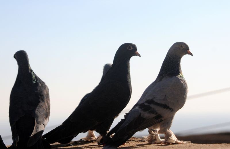 'Taklacı' Güvercinler İçin Tescil Başvurusu 3