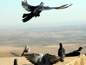'Taklacı' Güvercinler İçin Tescil Başvurusu