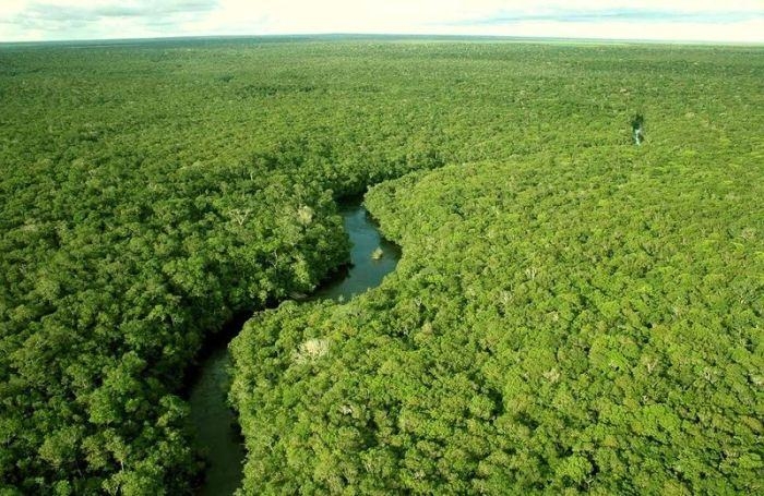 Amazon Ormanlarında Harika Bir Tur 1